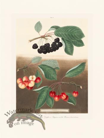 Brookshaw Fruit 33